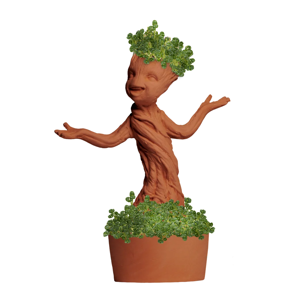 GROOT CHIA PET