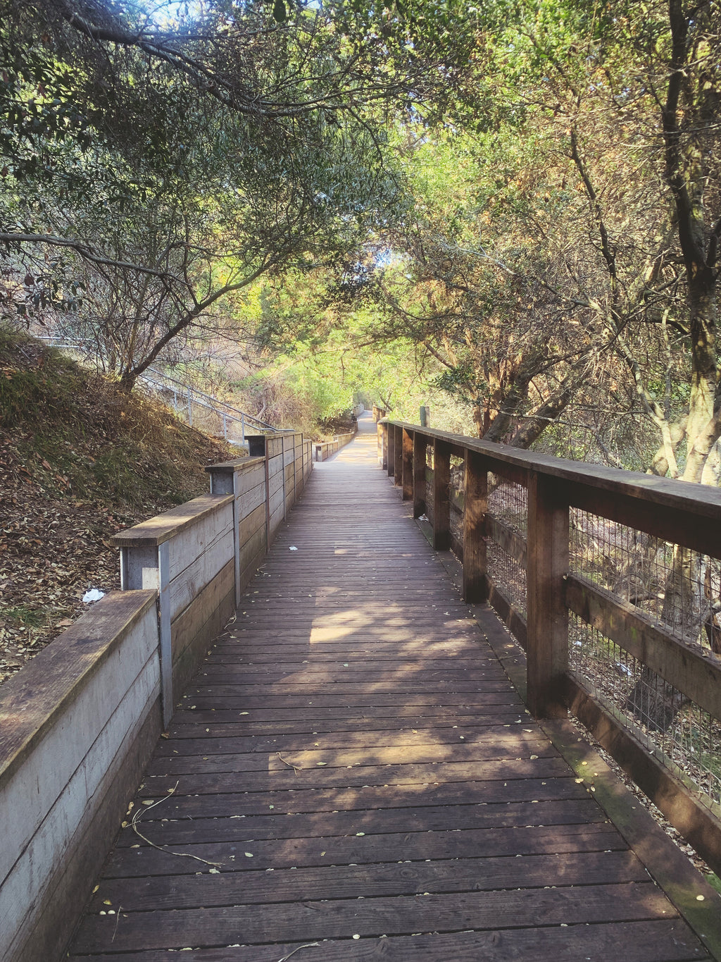 Daniel Case, Wooden Path, 2014