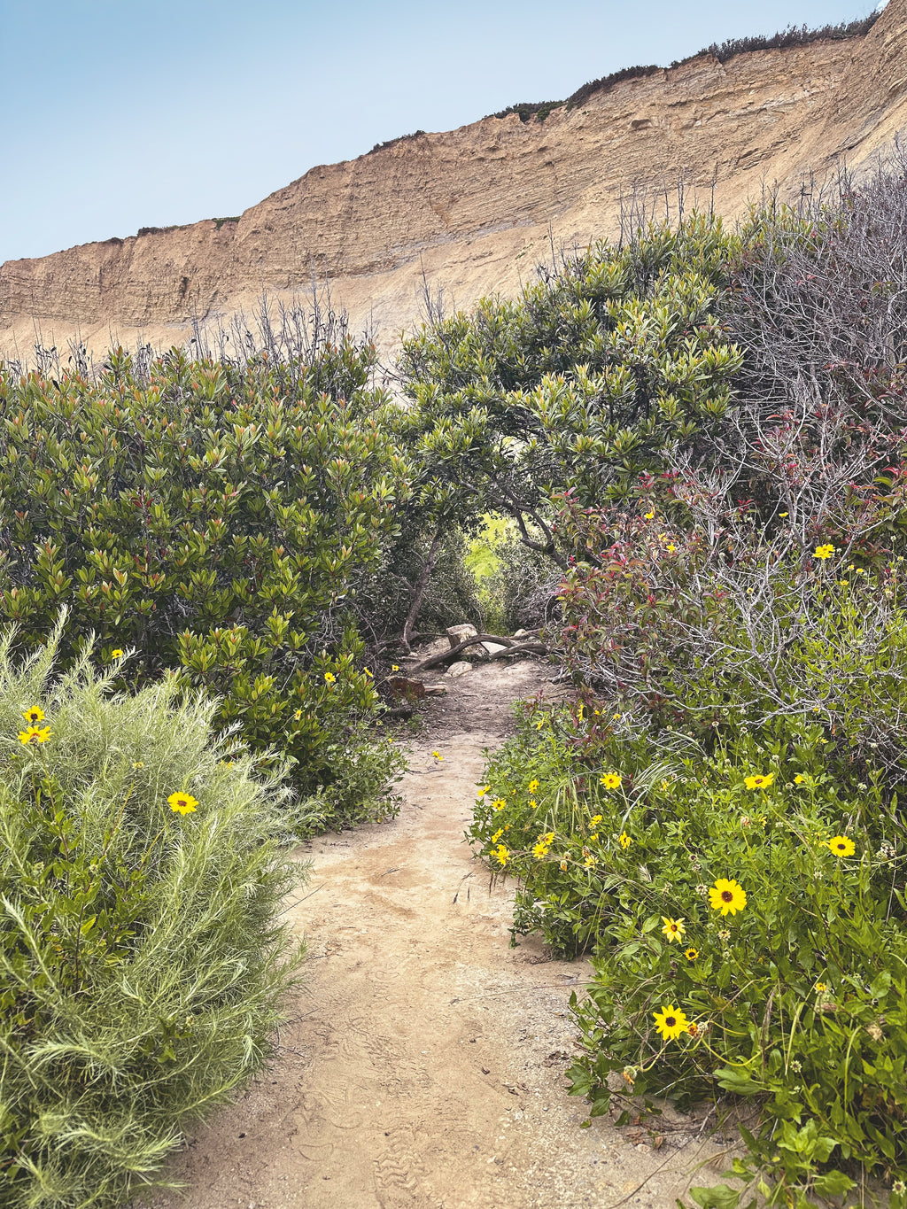 Daniel Case, Found Cover, 2014