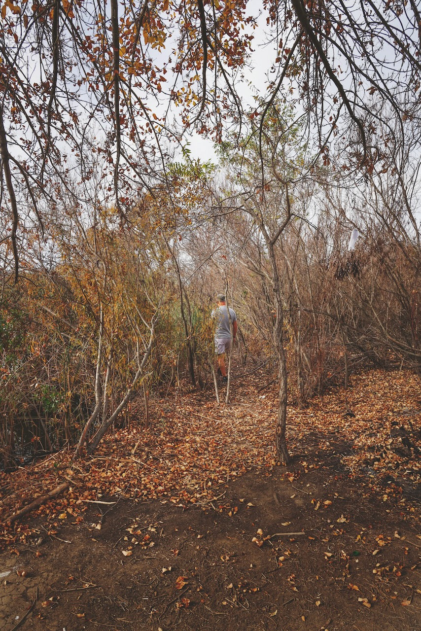 Daniel Case, In Trees, 2023