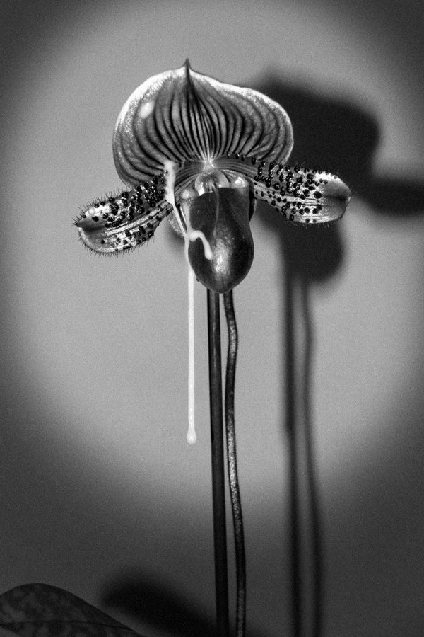 Josef Jasso, Boys As Flowers 2, 2018