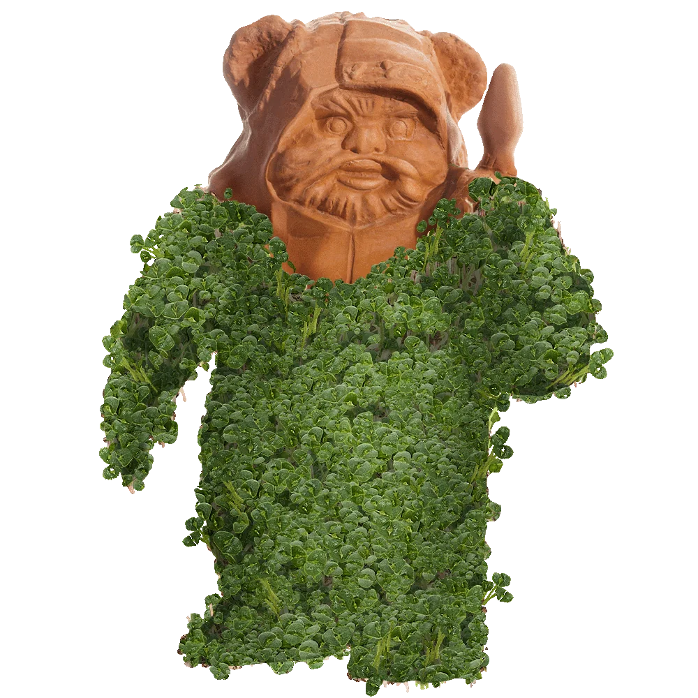 EWOK CHIA PET