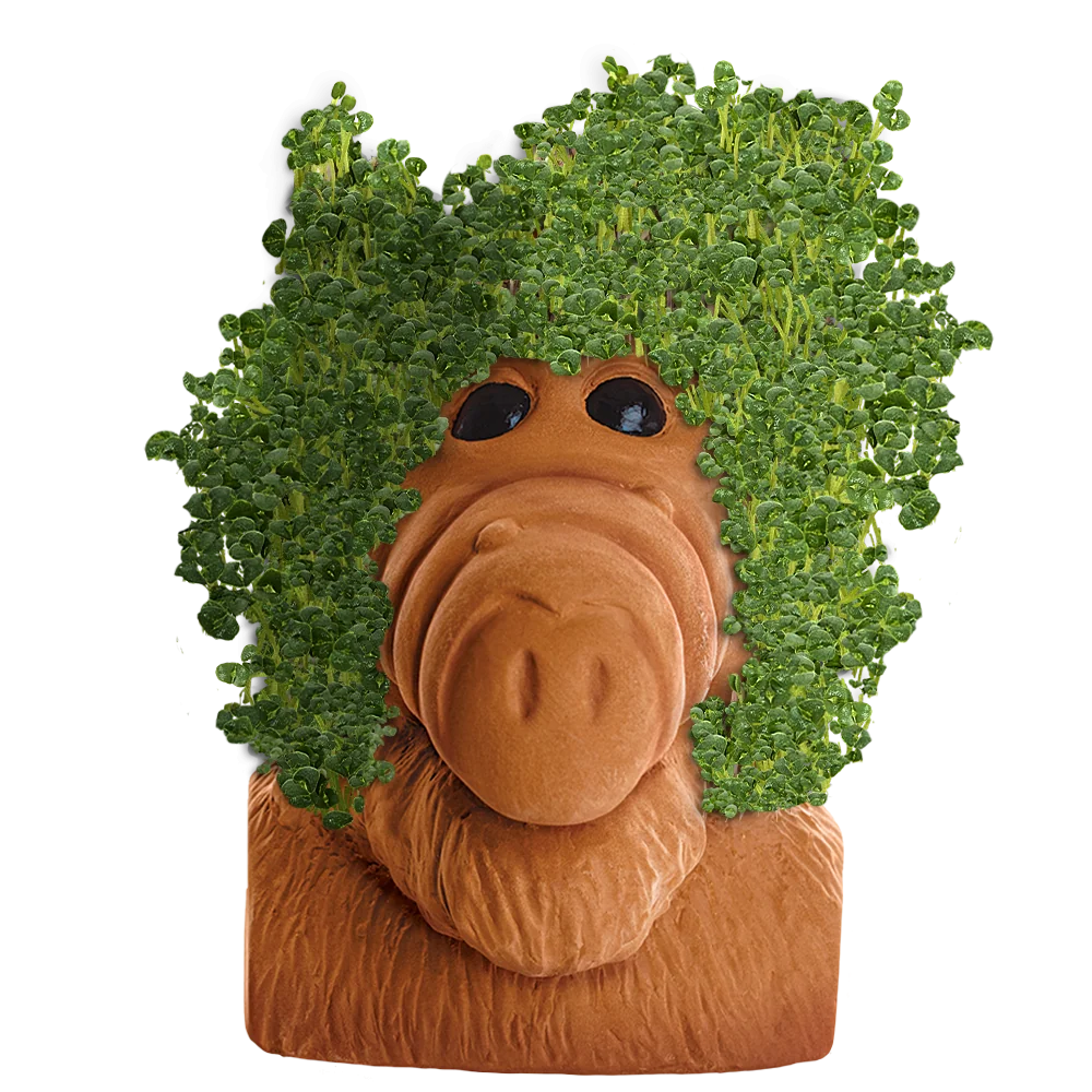 ALF CHIA PET