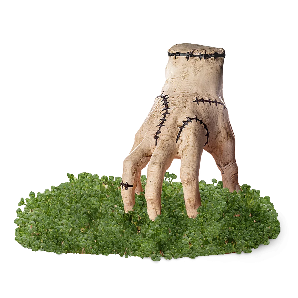 THING CHIA PET