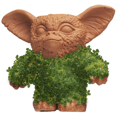 GIZMO CHIA PET