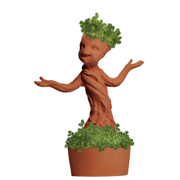 GROOT CHIA PET