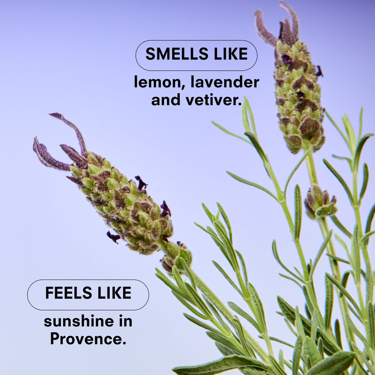 LAVENDARE by BOY SMELLS
