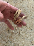 Bronze Torso Cuffs by Gilty Boy