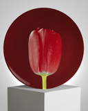 ROBERT MAPPLETHORPE "Red Tulip" PLATE